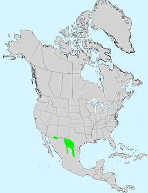 North America species range map for Conoclinium greggii: Click on image for full size map.